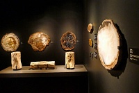  Morian Hall of Paleontology, Houston Museum of Natural Science