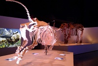  Morian Hall of Paleontology, Houston Museum of Natural Science