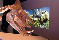  Morian Hall of Paleontology, Houston Museum of Natural Science