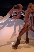  Morian Hall of Paleontology, Houston Museum of Natural Science