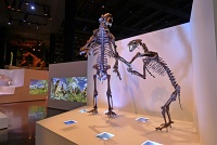  Morian Hall of Paleontology, Houston Museum of Natural Science