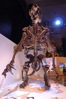  Morian Hall of Paleontology, Houston Museum of Natural Science