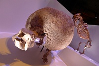  Morian Hall of Paleontology, Houston Museum of Natural Science