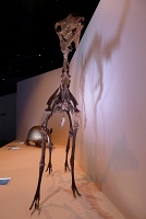  Morian Hall of Paleontology, Houston Museum of Natural Science