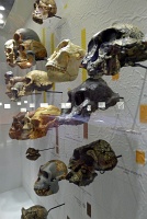  Morian Hall of Paleontology, Houston Museum of Natural Science
