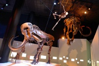  Morian Hall of Paleontology, Houston Museum of Natural Science