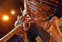  Morian Hall of Paleontology, Houston Museum of Natural Science