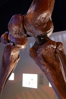  Morian Hall of Paleontology, Houston Museum of Natural Science
