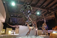  Morian Hall of Paleontology, Houston Museum of Natural Science