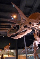  Morian Hall of Paleontology, Houston Museum of Natural Science
