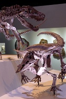  Morian Hall of Paleontology, Houston Museum of Natural Science