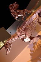  Morian Hall of Paleontology, Houston Museum of Natural Science