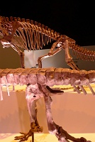  Morian Hall of Paleontology, Houston Museum of Natural Science
