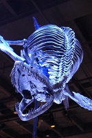  Morian Hall of Paleontology, Houston Museum of Natural Science
