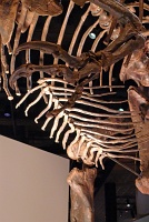  Morian Hall of Paleontology, Houston Museum of Natural Science
