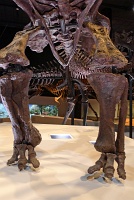  Morian Hall of Paleontology, Houston Museum of Natural Science
