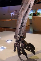  Morian Hall of Paleontology, Houston Museum of Natural Science