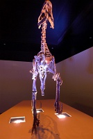  Morian Hall of Paleontology, Houston Museum of Natural Science