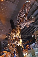  Morian Hall of Paleontology, Houston Museum of Natural Science