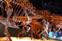  Morian Hall of Paleontology, Houston Museum of Natural Science