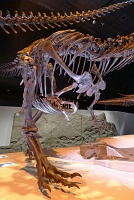  Morian Hall of Paleontology, Houston Museum of Natural Science