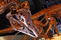  Morian Hall of Paleontology, Houston Museum of Natural Science