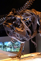  Morian Hall of Paleontology, Houston Museum of Natural Science