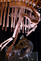  Morian Hall of Paleontology, Houston Museum of Natural Science