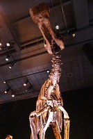  Morian Hall of Paleontology, Houston Museum of Natural Science