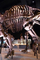  Morian Hall of Paleontology, Houston Museum of Natural Science