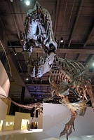  Morian Hall of Paleontology, Houston Museum of Natural Science