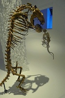  Morian Hall of Paleontology, Houston Museum of Natural Science