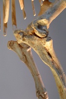 Morian Hall of Paleontology, Houston Museum of Natural Science
