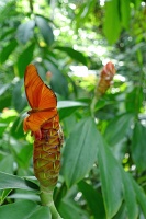  Cockrell Butterfly Center, Houston Museum of Natural Science