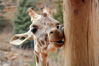  Cheyenne Mountain Zoo, Colorado Springs