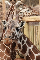  Cheyenne Mountain Zoo, Colorado Springs
