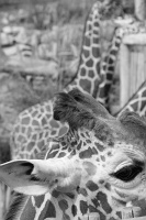  Cheyenne Mountain Zoo, Colorado Springs