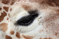  Cheyenne Mountain Zoo, Colorado Springs