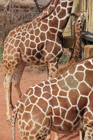  Cheyenne Mountain Zoo, Colorado Springs