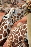  Cheyenne Mountain Zoo, Colorado Springs