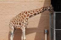  Cheyenne Mountain Zoo, Colorado Springs