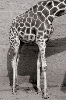  Cheyenne Mountain Zoo, Colorado Springs