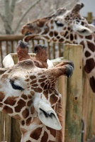  Cheyenne Mountain Zoo, Colorado Springs