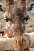  Cheyenne Mountain Zoo, Colorado Springs
