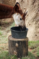  Cheyenne Mountain Zoo, Colorado Springs