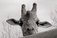  Cheyenne Mountain Zoo, Colorado Springs