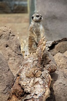  Cheyenne Mountain Zoo, Colorado Springs