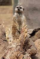  Cheyenne Mountain Zoo, Colorado Springs