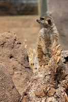  Cheyenne Mountain Zoo, Colorado Springs