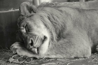  Cheyenne Mountain Zoo, Colorado Springs